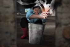 Ironi di Balik Ambisi Susu Gratis Prabowo