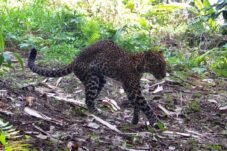 Petugas Gabungan Dikerahkan Ringkus Pelaku Penganiayaan Macan Tutul yang Viral