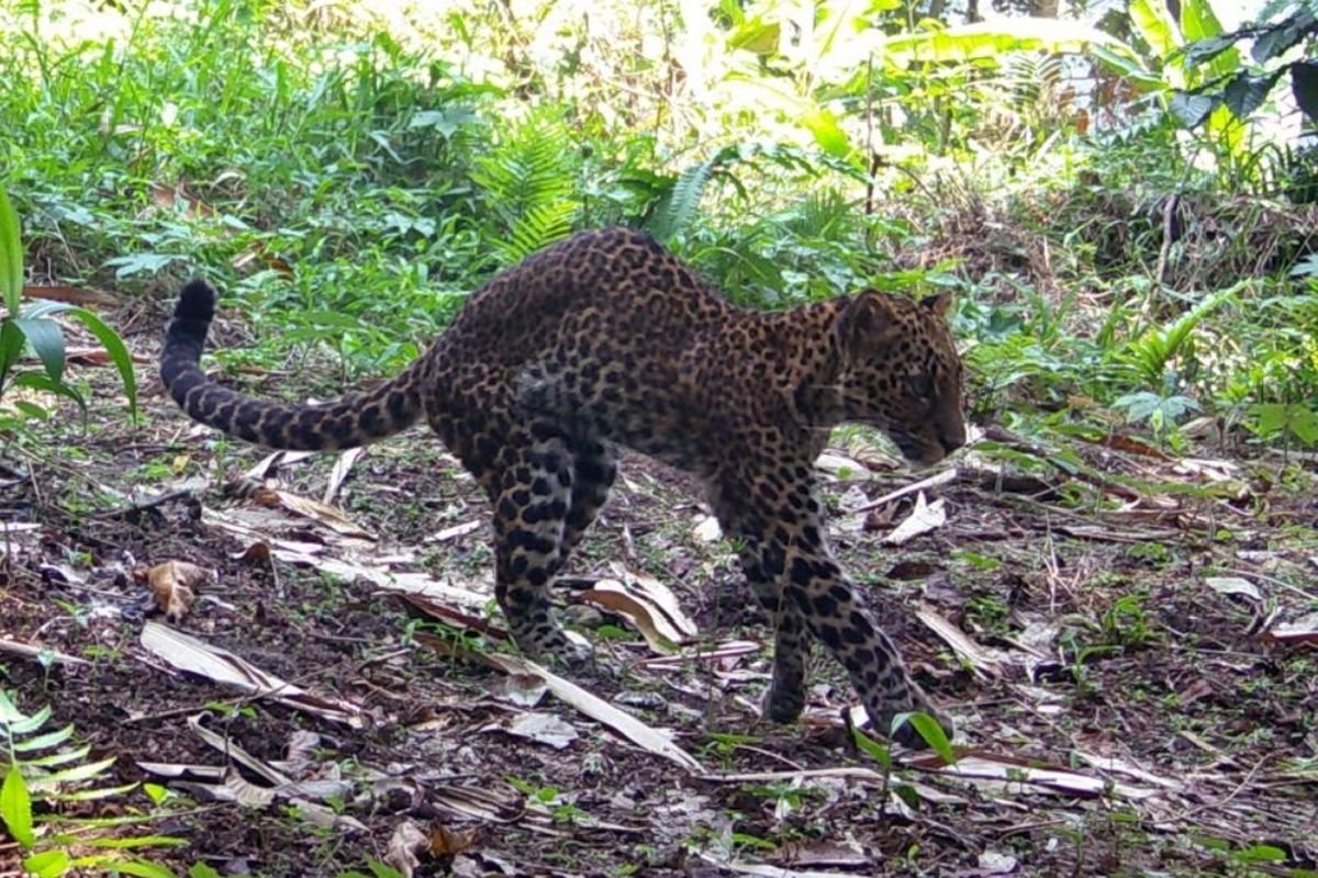 Petugas Gabungan Dikerahkan Ringkus Pelaku Penganiayaan Macan Tutul yang Viral