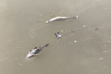 Risiko Ini Bikin Waswas Usai Sungai Cisadane Tercemar Pestisida