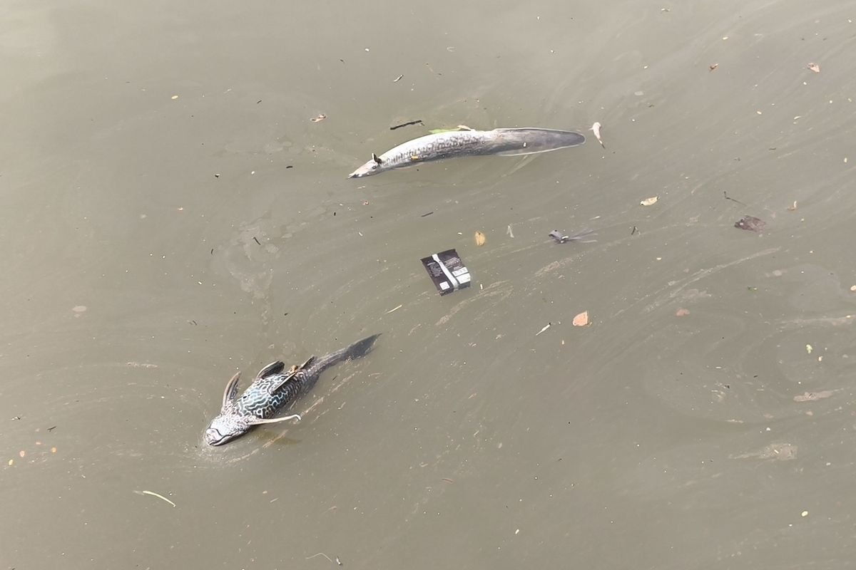 Risiko Ini Bikin Waswas Usai Sungai Cisadane Tercemar Pestisida