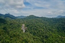 26 Juta Hektar Hutan Indonesia Terancam Deforestasi Legal