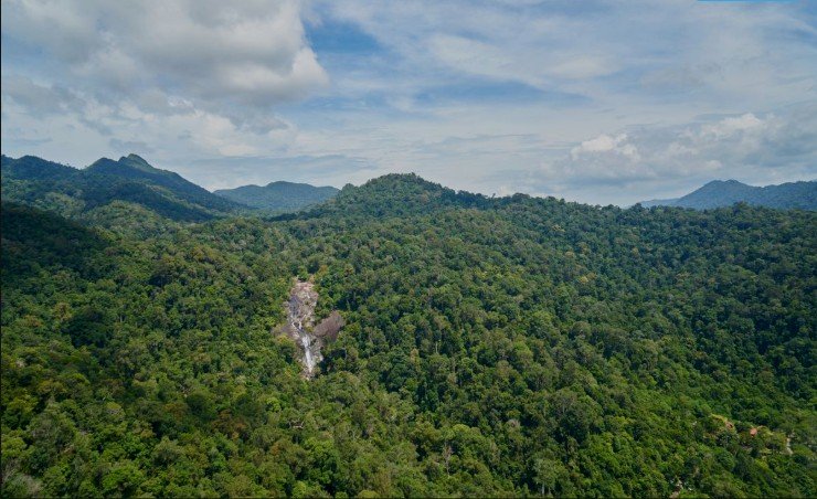 26 Juta Hektar Hutan Indonesia Terancam Deforestasi Legal