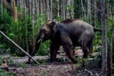 Gajah Sumatera Ditemukan Mati Tanpa Kepala di Riau, Kemenhut Buru Pelaku