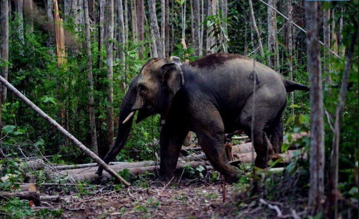 Gajah Sumatera Ditemukan Mati Tanpa Kepala di Riau, Kemenhut Buru Pelaku