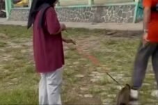 Kronologi Kucing Ikut Joging Malah Ditendang Hingga Mati di Lapangan Kridosono Blora