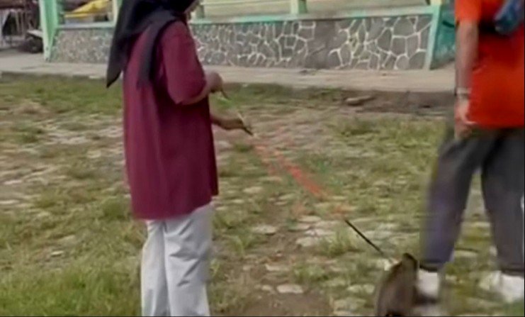 Kronologi Kucing Ikut Joging Malah Ditendang Hingga Mati di Lapangan Kridosono Blora