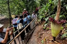 Bunga Bangkai Raksasa Amorphophallus Titanum Mekar di Kebun Raya Bogor