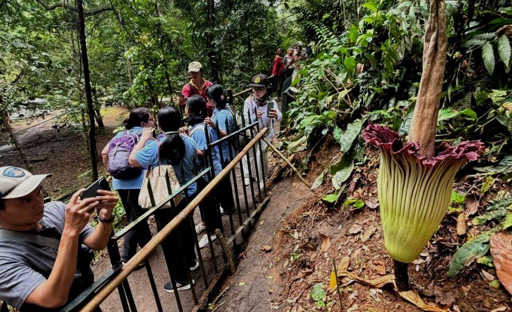 Bunga Bangkai Raksasa Amorphophallus Titanum Mekar di Kebun Raya Bogor