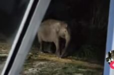 Aksi Terpuji Warga Siak: Relakan Kebun untuk Gajah Liar, Dapat Pujian dari Kapolda.