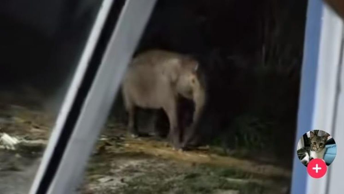 Aksi Terpuji Warga Siak: Relakan Kebun untuk Gajah Liar, Dapat Pujian dari Kapolda.