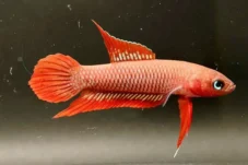 Ikan Endemik Bangka Belitung Terancam Punah, BRIN-UBB Turun Tangan