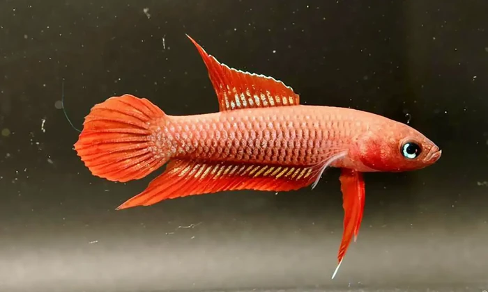 Ikan Endemik Bangka Belitung Terancam Punah, BRIN-UBB Turun Tangan