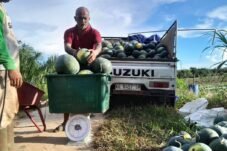 Kisah Jurnalis Kalsel Putar Setir Jadi Petani Semangka di Desa