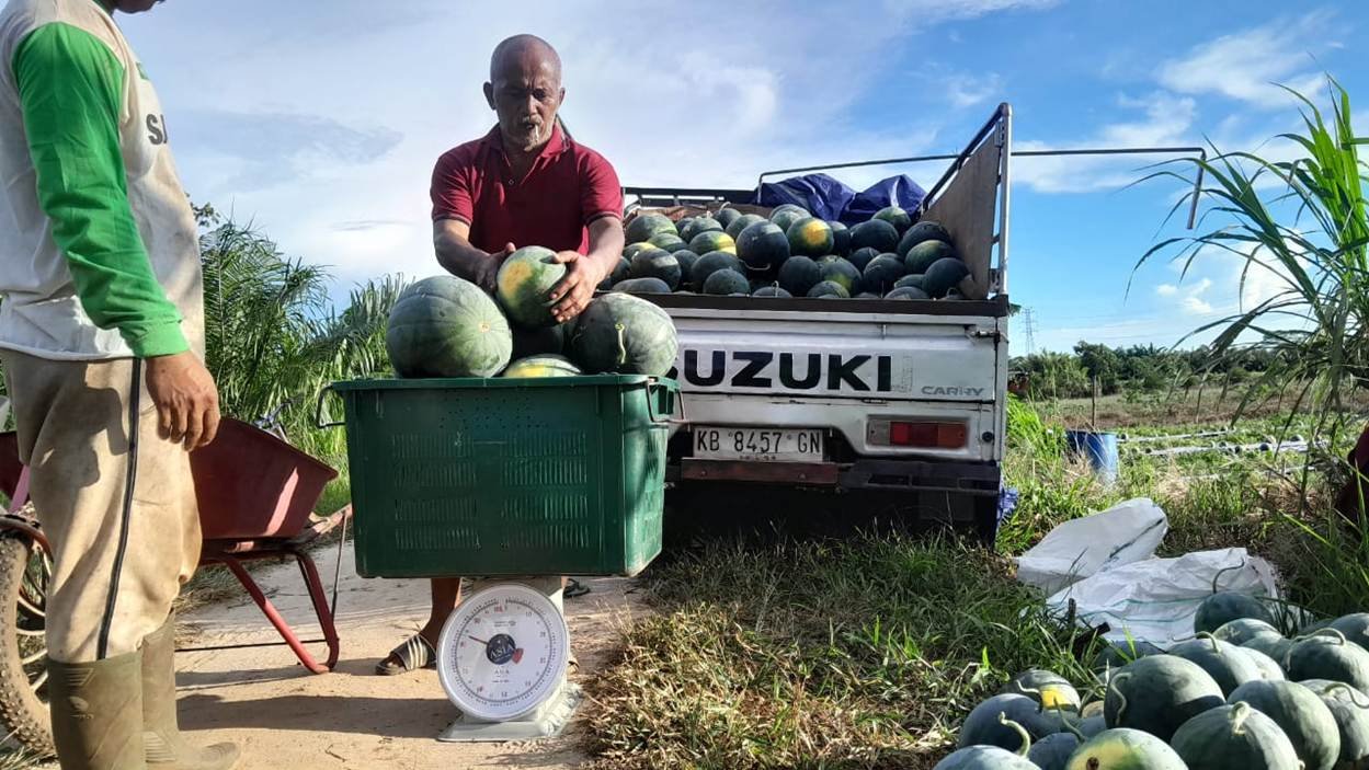 Kisah Jurnalis Kalsel Putar Setir Jadi Petani Semangka di Desa