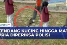 Bikin Geram! Pria di Blora Tega Tendang Kucing Hingga Tewas, Polisi Langsung Bertindak