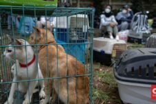 Keadilan Bagi Satwa: Pensiunan PNS Blora Resmi Jadi Tersangka Penendangan Kucing.