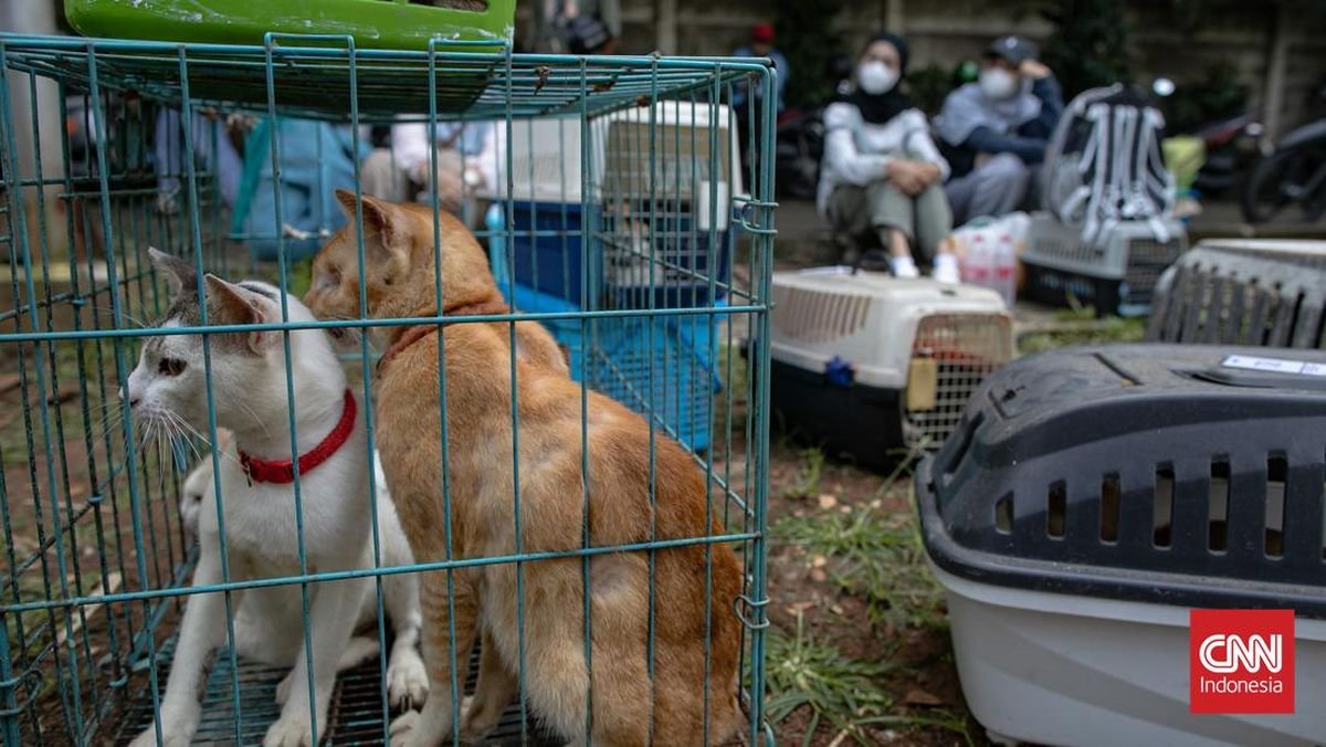 Keadilan Bagi Satwa: Pensiunan PNS Blora Resmi Jadi Tersangka Penendangan Kucing.