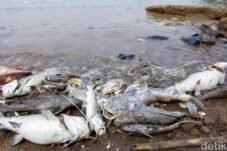 Ngerinya Efek Konsumsi Ikan Tercemar Pestisida Bagi Kesehatan