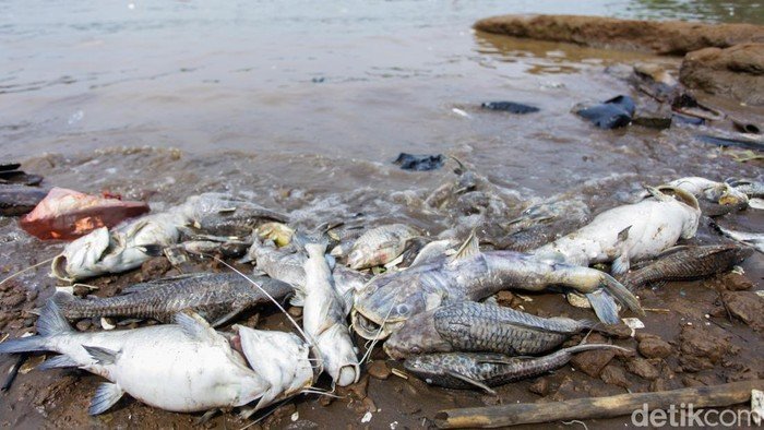 Ngerinya Efek Konsumsi Ikan Tercemar Pestisida Bagi Kesehatan