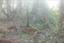 Penyebab Ajag Anjing Hutan Indonesia Masuk Daftar Satwa Hampir Punah