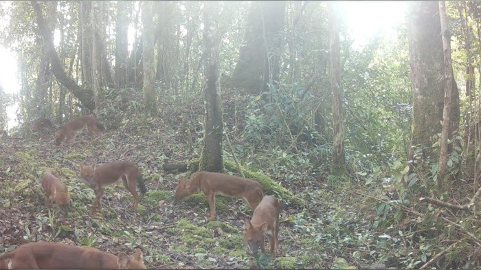 Penyebab Ajag Anjing Hutan Indonesia Masuk Daftar Satwa Hampir Punah